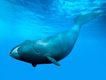 Imagenes 3D de ballenas