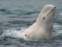 Imagenes de ballenas beluga