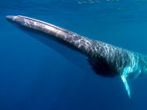 Imágenes de ballenas enanas