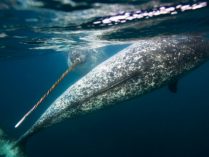 Imagenes de ballenas narvales