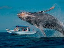 Imagenes de ballenas yubarta