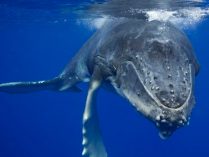 Imagenes de la ballena rorcual