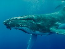 Imágenes de la ballena yubarta