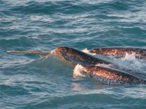 Imagenes de narvales