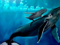 Imágenes de una familia de ballenas