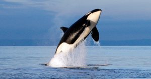 Información básica sobre las orcas