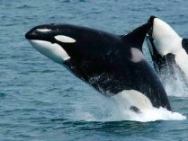 Información básica sobre las orcinus orca