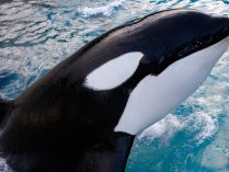 Información sobre las orcas