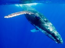 Inteligencia de las ballenas azules
