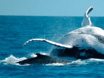 Lenguaje corporal de las ballenas