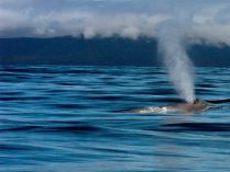 Medio y posición de la ballena azul