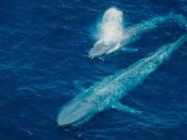Migración de las ballenas azules