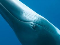 Ojos de las ballenas azules
