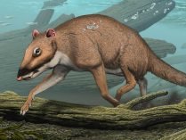 Pakicetus attocki