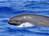 Pseudorca Crassidens o falsa orca