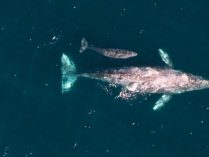 Reproducción y ciclo vital de las ballenas azules