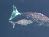 Reproducción de la ballena de Groenlandia
