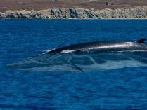 Rorcual común, top 5 ballenas más grandes del mundo