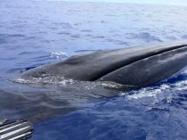 Rorcual norteño (Balaenoptera borealis)