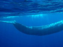 Tamaño de la ballena azul