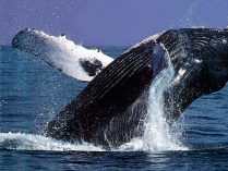 Tamaño de las ballenas