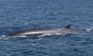 ¿Se pueden ver ballenas haciendo un crucero por el Mediterráneo?